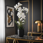 150cm Orchid in Luxurious Setting