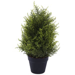 Cyprus plant with pot (50x 16 cm)