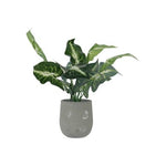 Potted Evergreen plant (42 cm)