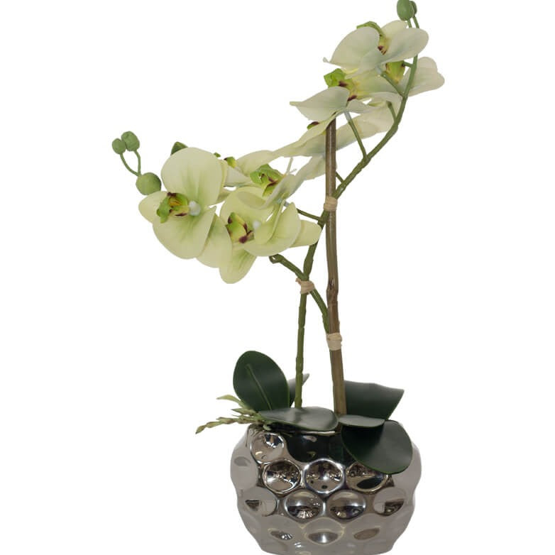 Green Orchid in Silver Pot (33 cm)