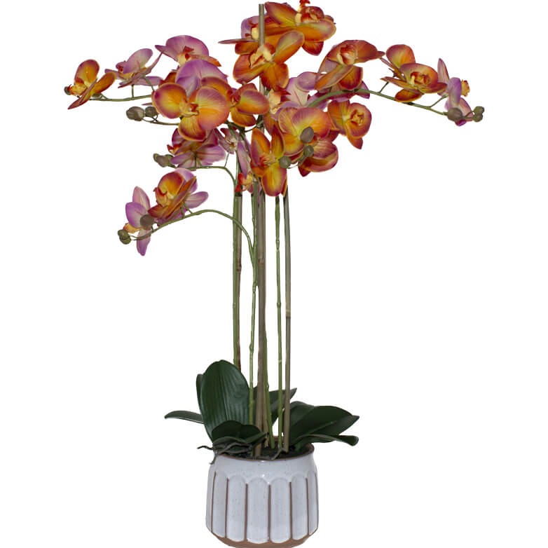 Orange Orchid in Pot (74 cm)