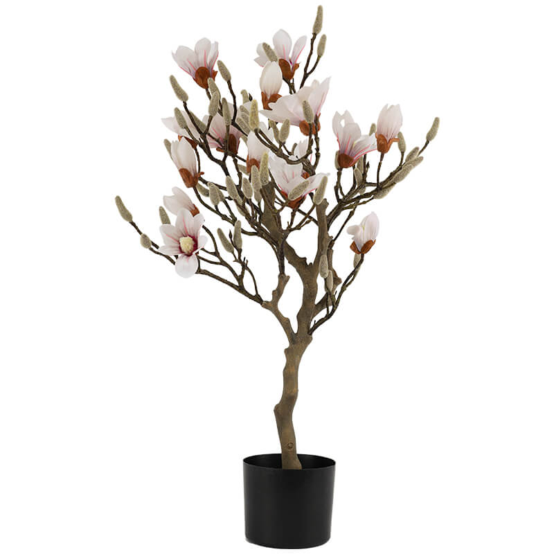 Magnolia Pale Pink Tree (85 cm)