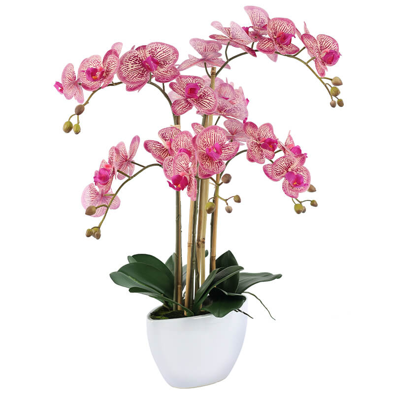 Fuchsia Pink Orchid in white pot (66 cm)