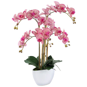 Fuchsia Pink Orchid in white pot (66 cm)