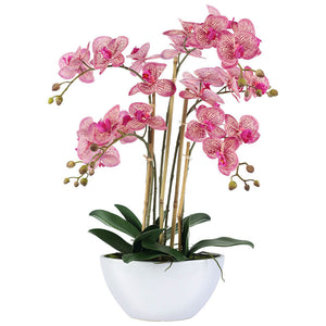 Fuchsia Pink Orchid in white pot (66 cm)