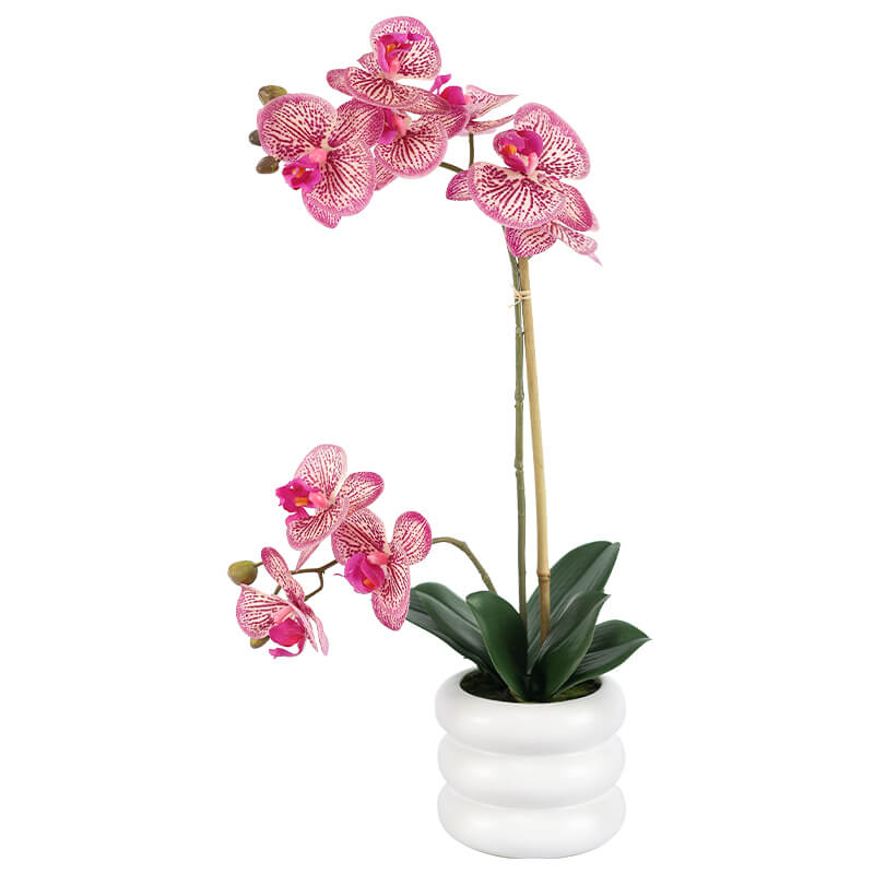 Fuchsia Pink Orchid in white pot (51 cm)