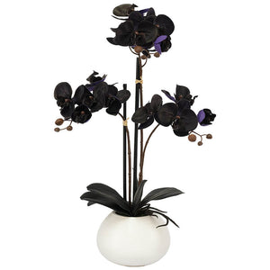 Black Purple Orchid in white pot (56 cm)