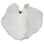 Shell vase (17 H cm)