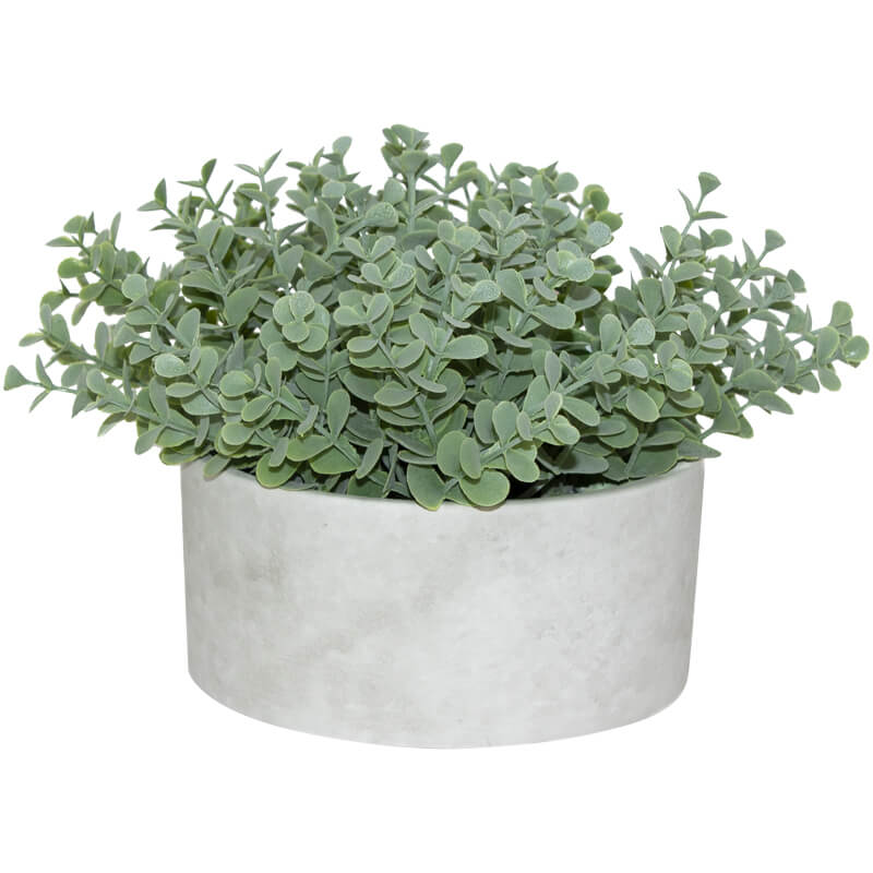 Succulent in pot (15 cm)