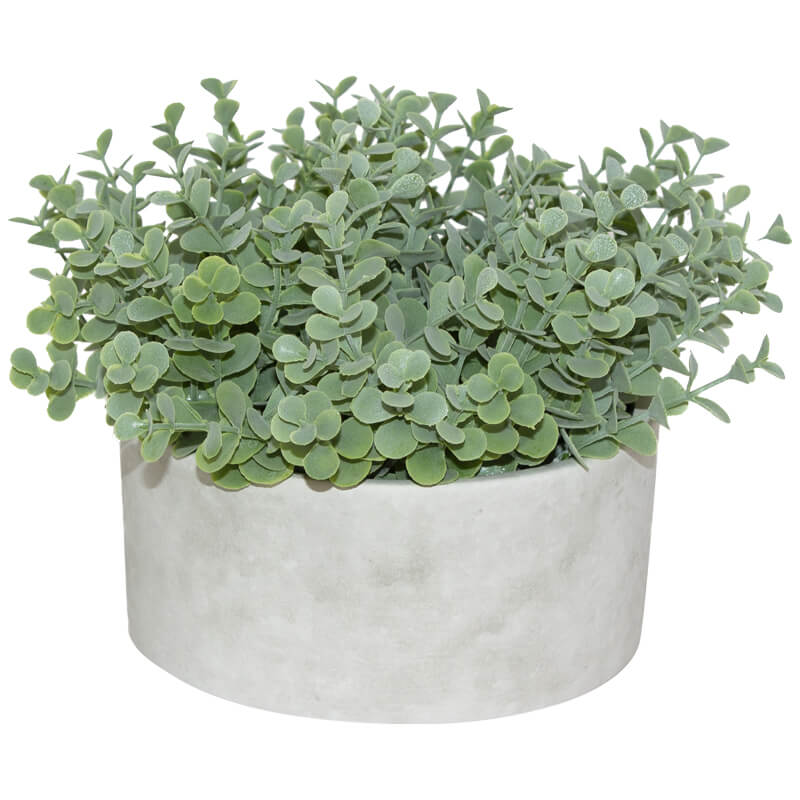 Succulent in pot (15 cm)