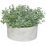 Succulent in pot (15 cm)