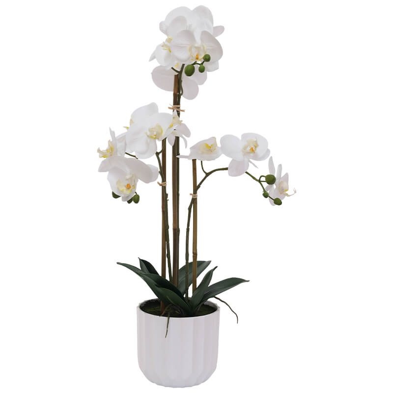 White Orchid in white facet pot (68 cm)