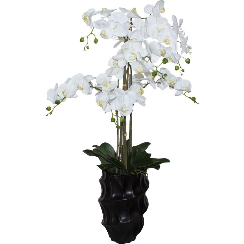 White orchid in Black pot (110 cm)