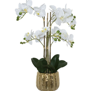 White orchid in Gold pot (60 cm)