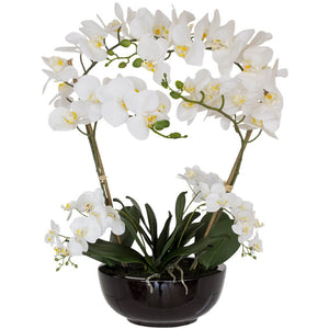 White Real Touch Orchid (64 cm) - MHF Decor-Delights