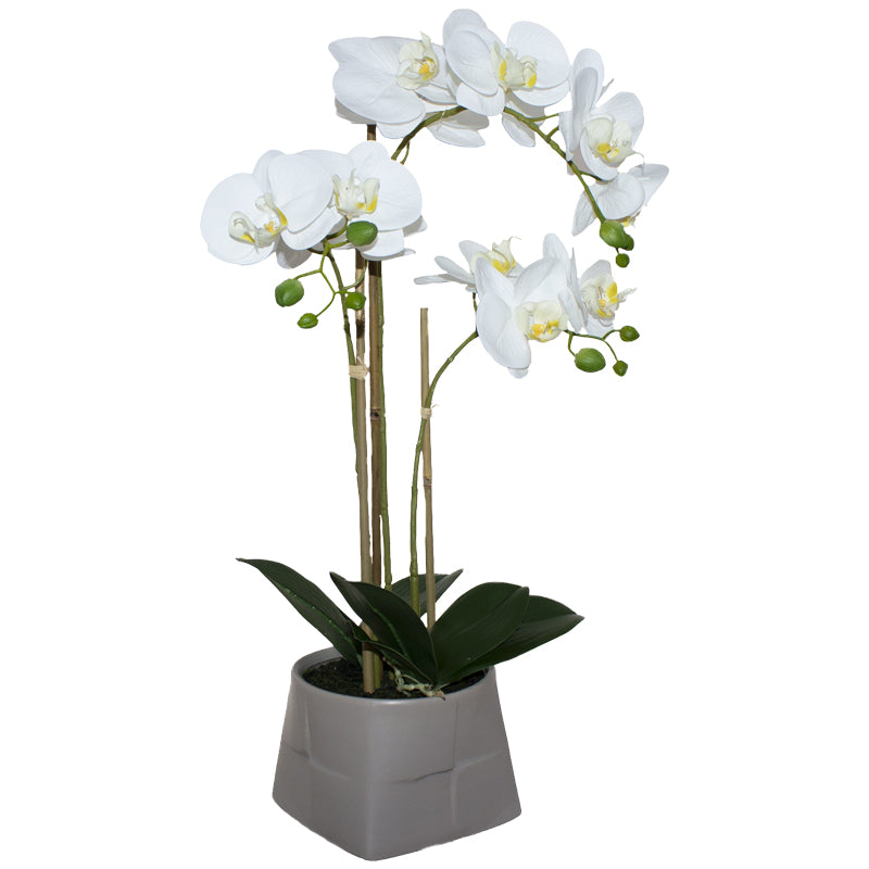 White orchid in Beige pot (58 cm)