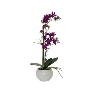Burgundy orchid in white pot (36 cm)