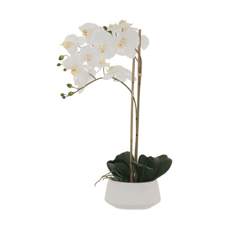 Orchid in white pot (71 cm) - MHF Decor-Delights