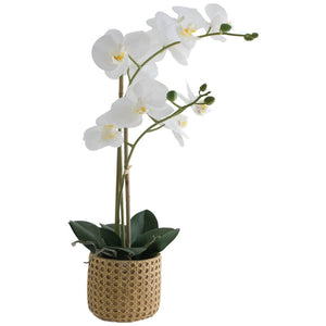 PHALAENOPSIS Real Touch in pot (64 cm) - MHF Decor-Delights