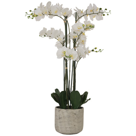 White LARGE Orchid in pot (105cm) - MHF Decor-Delights