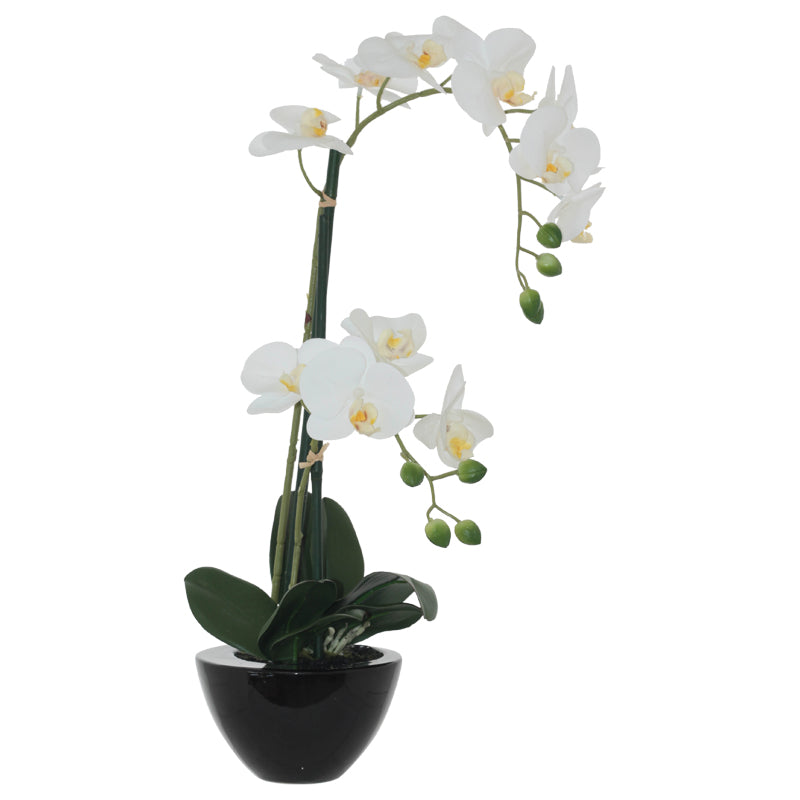 White Orchid in Black Pot (50 cm) - MHF Decor-Delights
