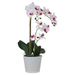 Real touch orchid White (58 cm) - MHF Decor-Delights