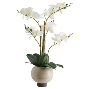 White Orchid in Pot real touch (51 cm) - MHF Decor-Delights