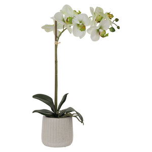 White and Green Orchid in White Pot (48 cm) - MHF Decor-Delights