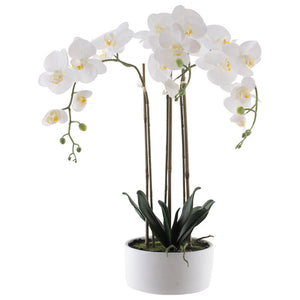 Real touch white Orchid in pot (60 cm) - MHF Decor-Delights