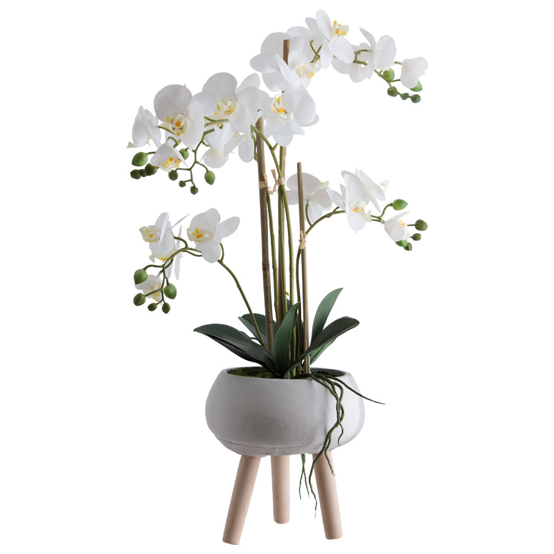 Trileg White Orchid in Pot (66 cm) - MHF Decor-Delights