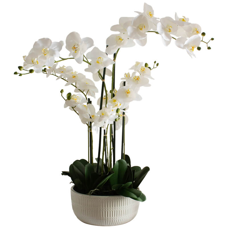 White Orchid in Flat pot (84 cm) - MHF Decor-Delights