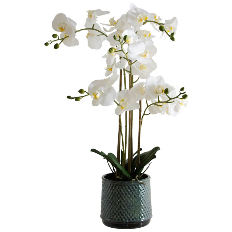 White Orchid in Grey pot (71 cm) - MHF Decor-Delights